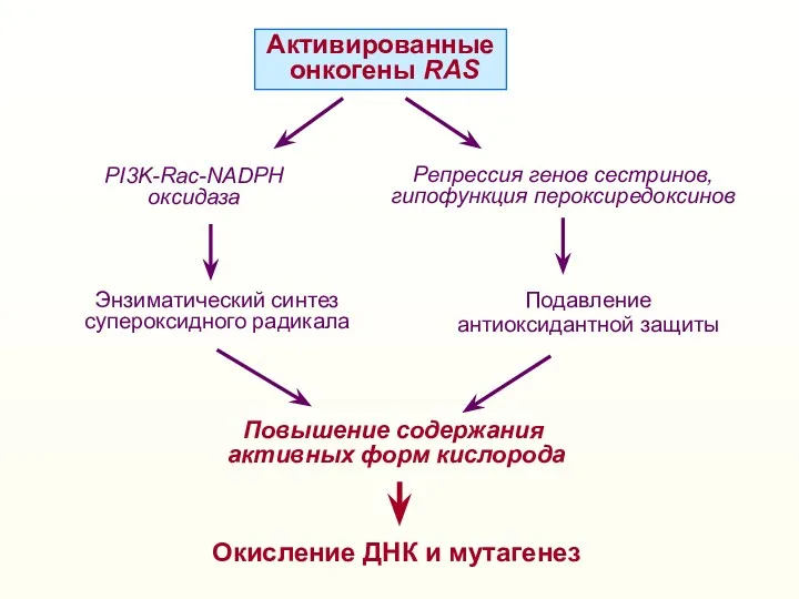 Активированные онкогены RAS Энзиматический синтез супероксидного радикала Повышение содержания активных