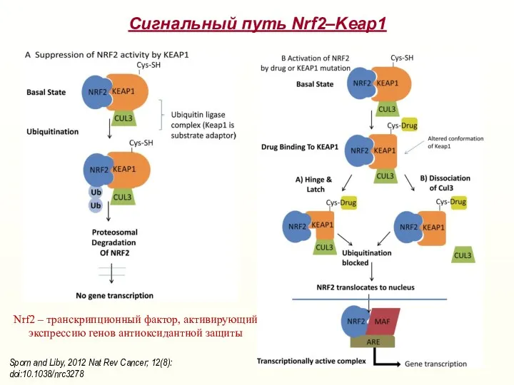 Сигнальный путь Nrf2–Keap1 Sporn and Liby, 2012 Nat Rev Cancer;