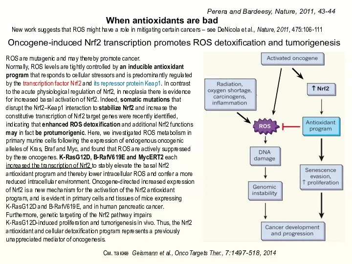 Oncogene-induced Nrf2 transcription promotes ROS detoxification and tumorigenesis Perera and