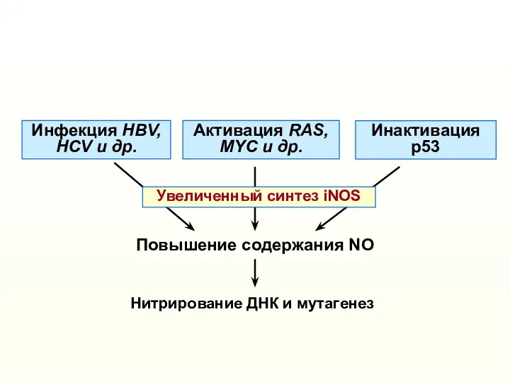 Повышение содержания NO Активация RAS, МYC и др. Инактивация р53