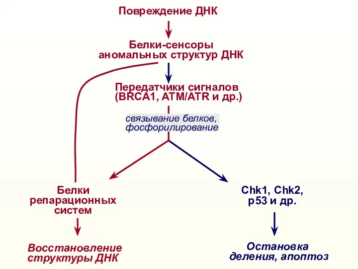 Повреждение ДНК Белки-сенсоры аномальных структур ДНК Восстановление структуры ДНК Белки