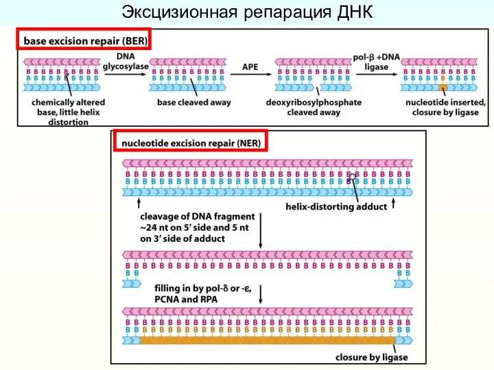 Эксцизионная репарация ДНК