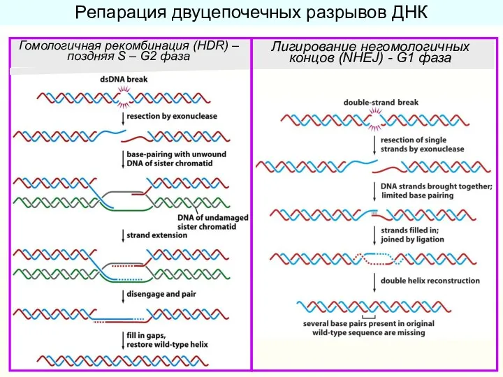 Репарация двуцепочечных разрывов ДНК Гомологичная рекомбинация (HDR) – поздняя S