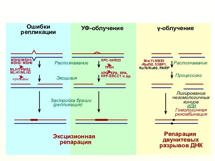 Репарация двунитевых разрывов ДНК Эксцизионная репарация Ошибки репликации γ-облучение УФ-облучение