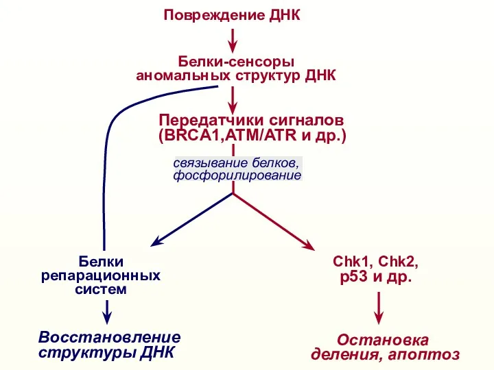 Повреждение ДНК Белки-сенсоры аномальных структур ДНК Восстановление структуры ДНК Белки