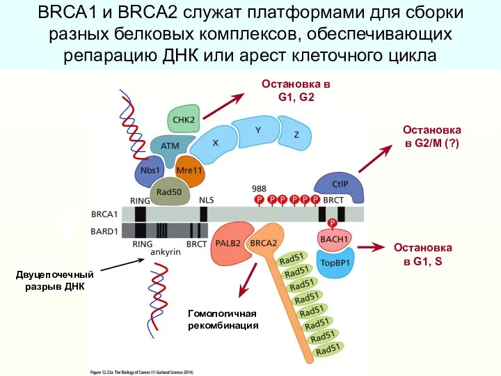 Гомологичная рекомбинация Остановка в G2/M (?) Остановка в G1, G2