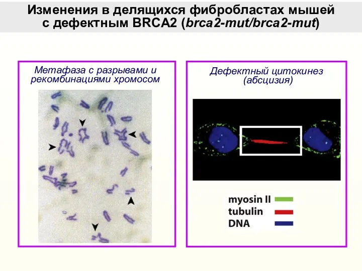 Изменения в делящихся фибробластах мышей c дефектным BRCA2 (brca2-mut/brca2-mut) Метафаза