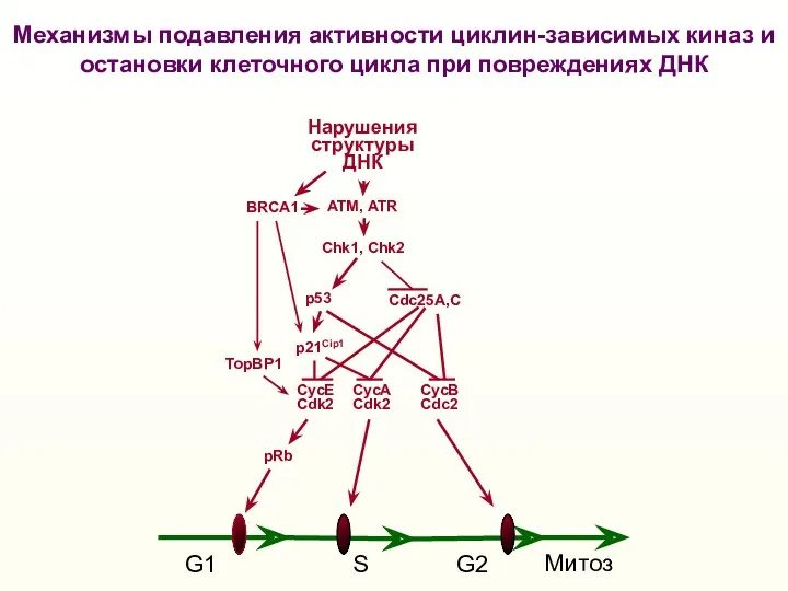 G1 S G2 Митоз Нарушения структуры ДНК p53 Механизмы подавления