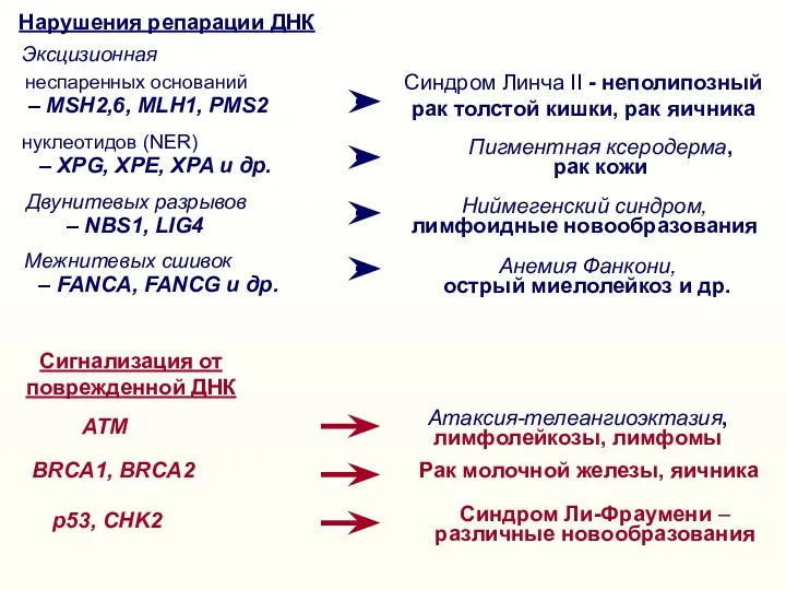 ATM Aтаксия-телеангиоэктазия, лимфолейкозы, лимфомы BRCA1, BRCA2 Рак молочной железы, яичника