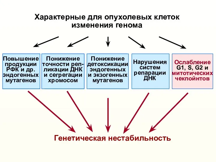 Характерные для опухолевых клеток изменения генома Генетическая нестабильность Понижение точности