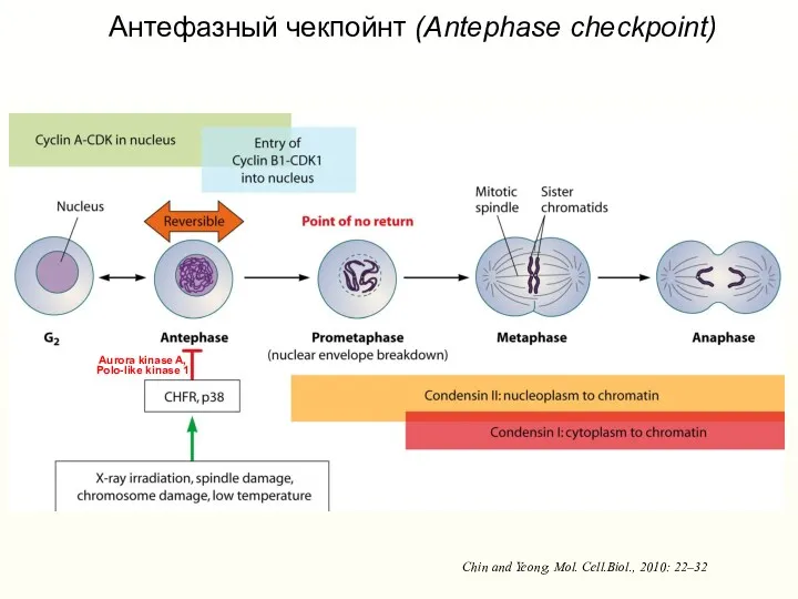Chin and Yeong, Mol. Cell.Biol., 2010: 22–32 Антефазный чекпойнт (Antephase
