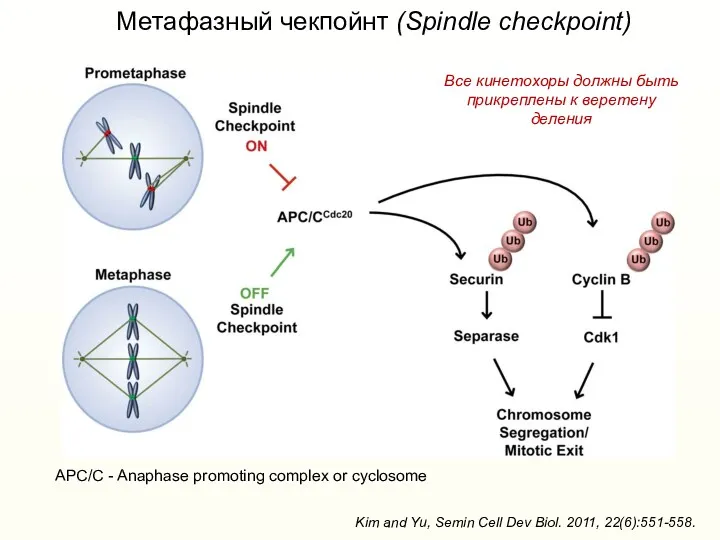 Метафазный чекпойнт (Spindle checkpoint) Kim and Yu, Semin Cell Dev