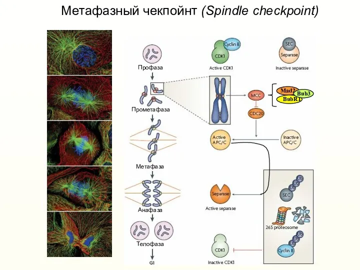 Метафазный чекпойнт (Spindle checkpoint)