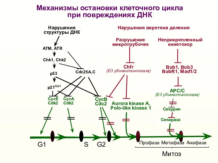 G1 S G2 Митоз Нарушения структуры ДНК Нарушения веретена деления