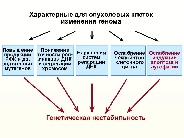 Характерные для опухолевых клеток изменения генома Понижение точности реп- ликации