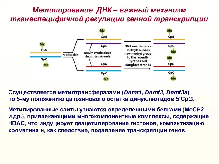 Метилирование ДНК – важный механизм тканеспецифичной регуляции генной транскрипции Осуществляется