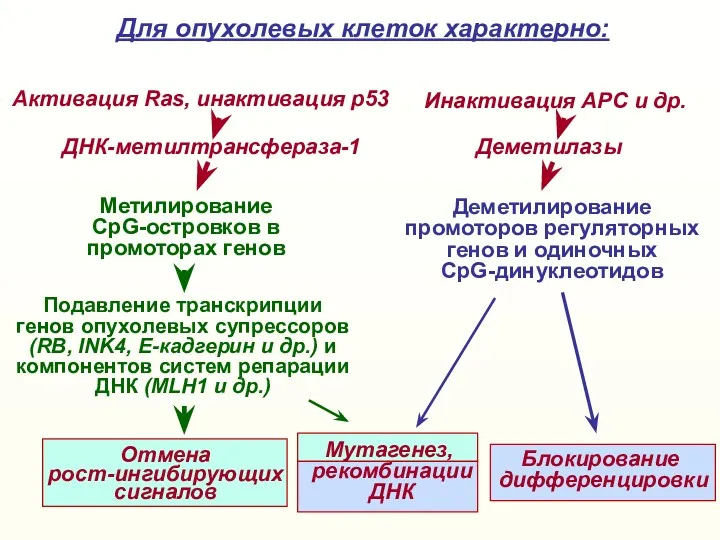 Метилирование CpG-островков в промоторах генов Для опухолевых клеток характерно: Деметилирование