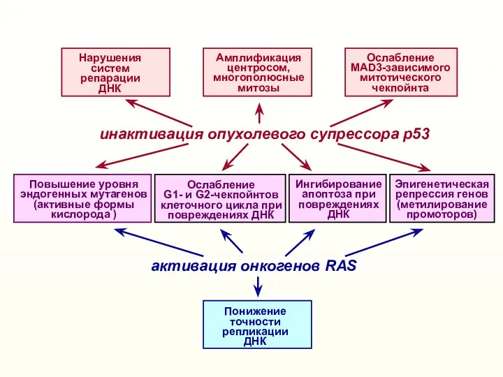 активация онкогенов RAS инактивация опухолевого супрессора р53 Понижение точности репликации