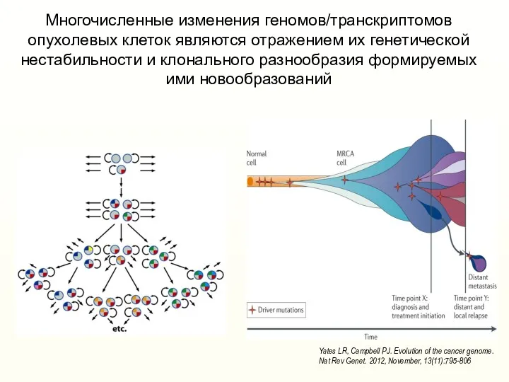 Многочисленные изменения геномов/транскриптомов опухолевых клеток являются отражением их генетической нестабильности