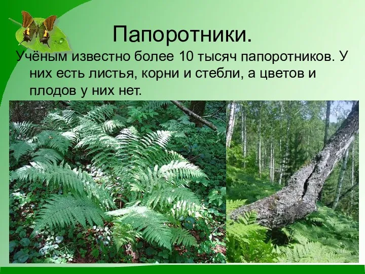 Папоротники. Учёным известно более 10 тысяч папоротников. У них есть