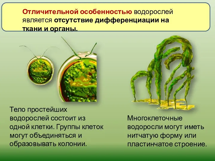 Многоклеточные водоросли могут иметь нитчатую форму или пластинчатое строение. Отличительной особенностью водорослей является