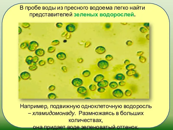 Например, подвижную одноклеточную водоросль – хламидомонаду. Размножаясь в больших количествах, она придает воде