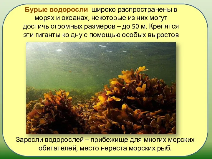 Заросли водорослей – прибежище для многих морских обитателей, место нереста морских рыб. Бурые