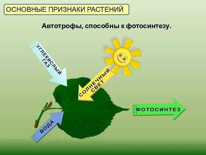 ОСНОВНЫЕ ПРИЗНАКИ РАСТЕНИЙ Автотрофы, способны к фотосинтезу.