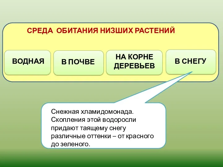 Снежная хламидомонада. Скопления этой водоросли придают таящему снегу различные оттенки – от красного