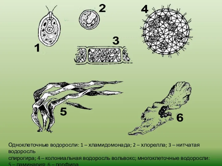 Одноклеточные водоросли: 1 – хламидомонада; 2 – хлорелла; 3 – нитчатая водоросль спирогира;