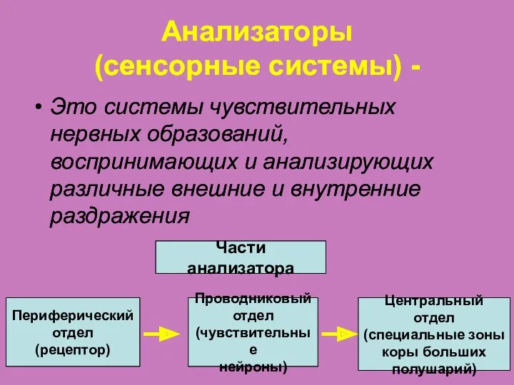 Анализаторы (сенсорные системы) - Это системы чувствительных нервных образований, воспринимающих