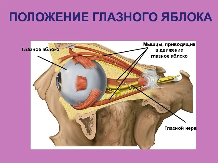 Глазное яблоко ПОЛОЖЕНИЕ ГЛАЗНОГО ЯБЛОКА Мышцы, приводящие в движение глазное яблоко Глазной нерв