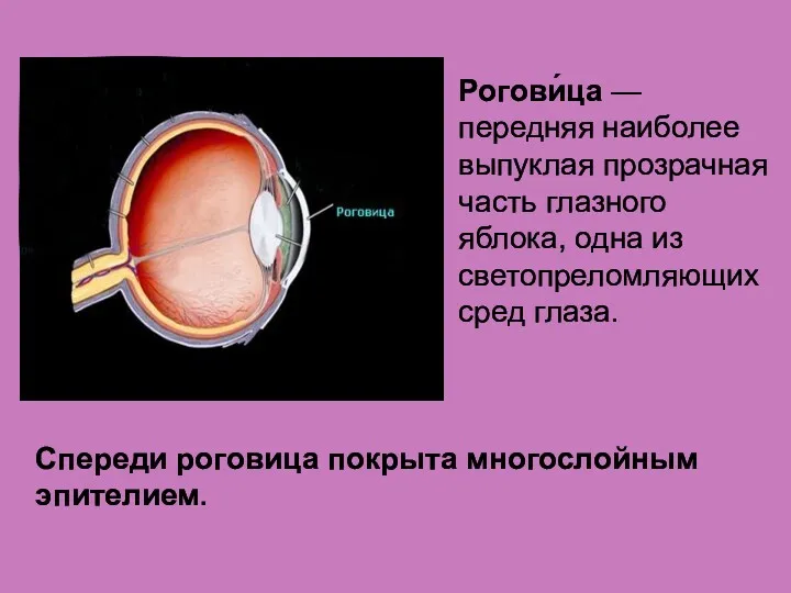 Спереди роговица покрыта многослойным эпителием. Рогови́ца — передняя наиболее выпуклая