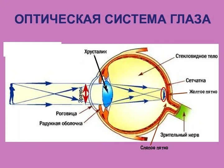 ОПТИЧЕСКАЯ СИСТЕМА ГЛАЗА Желтое пятно Слепое пятно