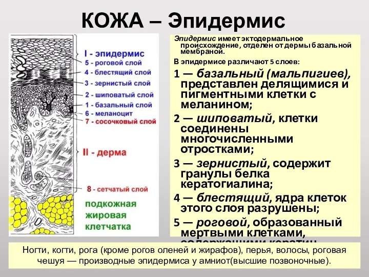 Эпидермис имеет эктодермальное происхождение, отделен от дермы базальной мембраной. В