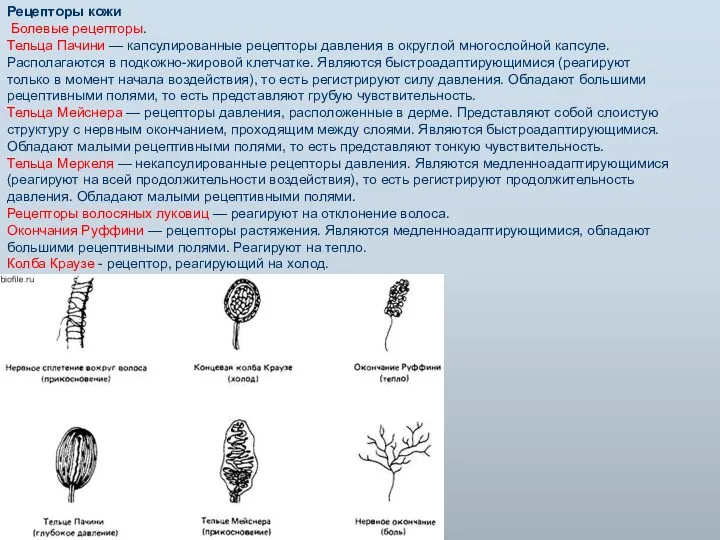 Рецепторы кожи Болевые рецепторы. Тельца Пачини — капсулированные рецепторы давления