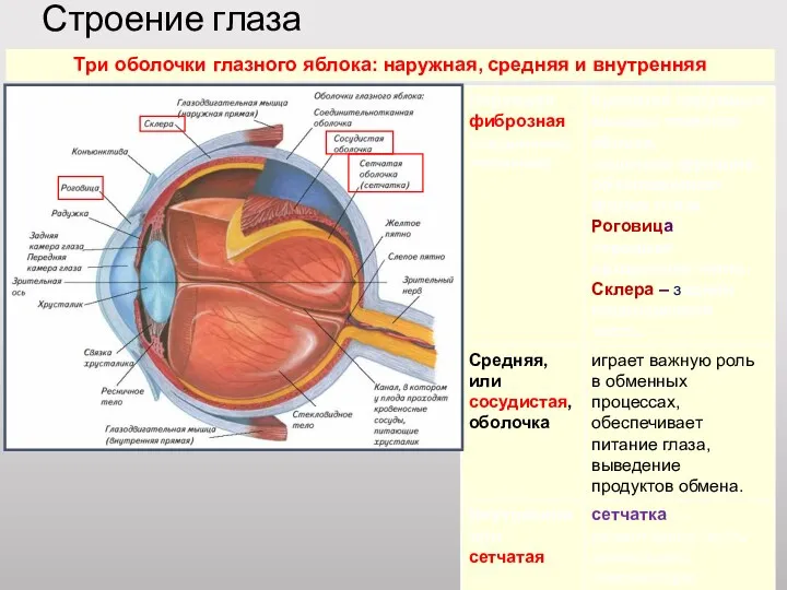 Строение глаза Три оболочки глазного яблока: наружная, средняя и внутренняя