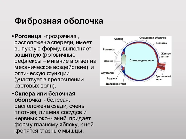 Фиброзная оболочка Роговица -прозрачная , расположена спереди, имеет выпуклую форму,