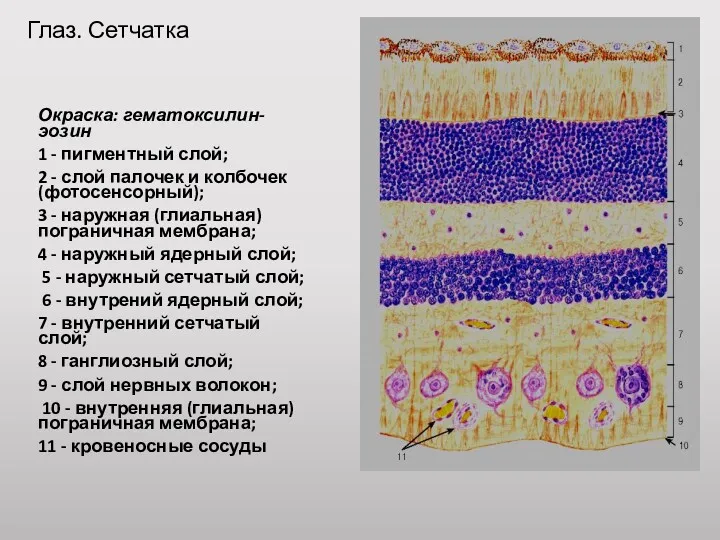 Глаз. Сетчатка Окраска: гематоксилин-эозин 1 - пигментный слой; 2 -