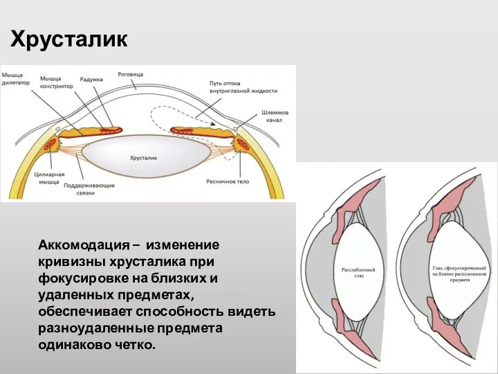 Хрусталик Аккомодация – изменение кривизны хрусталика при фокусировке на близких