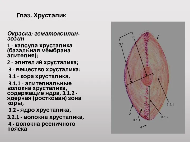 Глаз. Хрусталик Окраска: гематоксилин-эозин 1 - капсула хрусталика (базальная мембрана