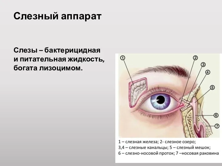 Слезный аппарат Слезы – бактерицидная и питательная жидкость, богата лизоцимом.