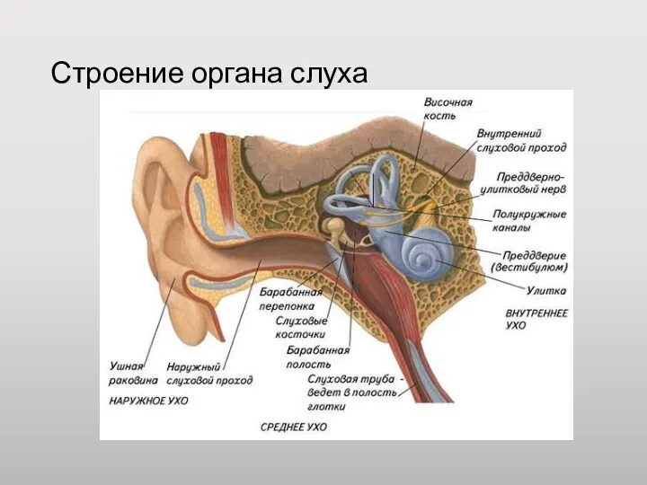 Строение органа слуха