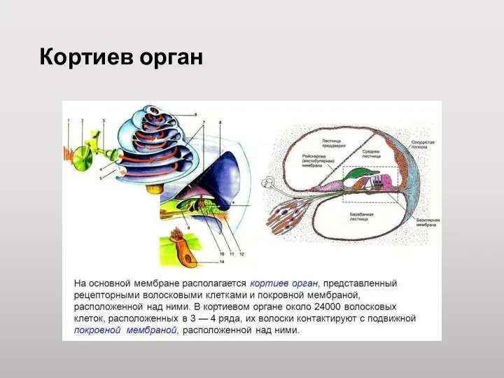 Кортиев орган