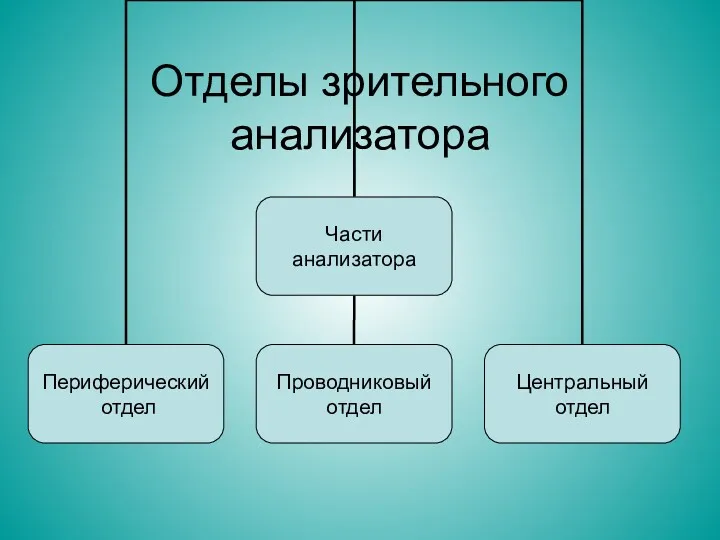 Отделы зрительного анализатора