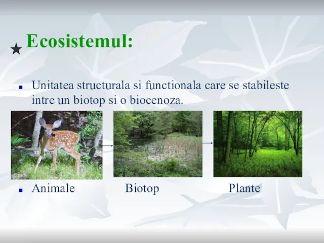 Ecosistemul: Unitatea structurala si functionala care se stabileste intre un