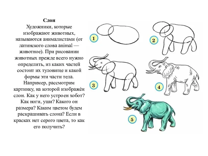 Слон Художники, которые изображают животных, называются анималистами (от латинского слова