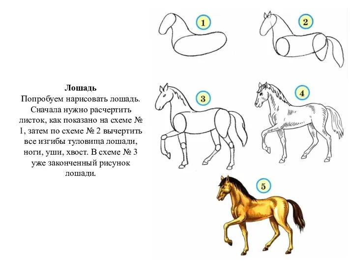Лошадь Попробуем нарисовать лошадь. Сначала нужно расчертить листок, как показано