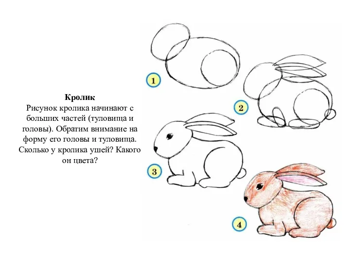 Кролик Рисунок кролика начинают с больших частей (туловища и головы).