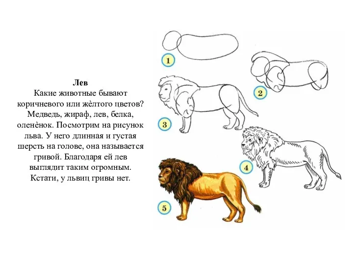 Лев Какие животные бывают коричневого или жѐлтого цветов? Медведь, жираф,